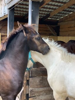 Welsh cob D - 3