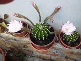 Kaktus Echinopsis - 3