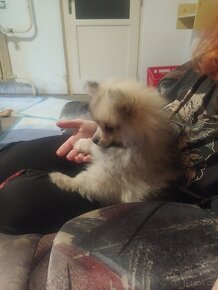 Špic pomeranian - 3