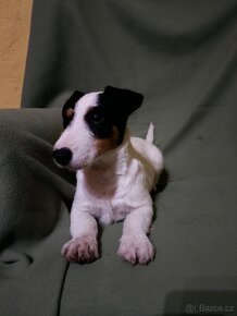 Jack Russell Terrier JRT Jack Rusel Terier tricolor - 3