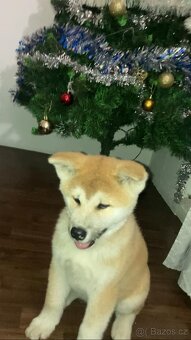 akita inu - 3