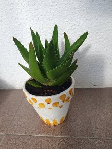 Aloe vera - 3