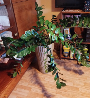 Prodám - Zamioculcas zamiifolia - Kulkas zamiolistý. - 3