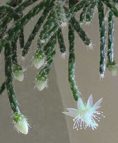 Rhipsalis pilocarpa - nenáročný převislý kaktus - rostlina - 3