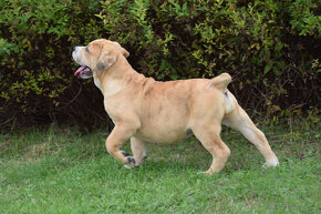 american bully XXL -  FENA - 3