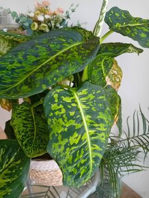 Dieffenbachia Reflector - 3