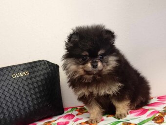 Pomeranian Mini Boo - Black And Tan Fenečka - 3