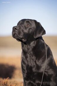 Labrador retriever - 3