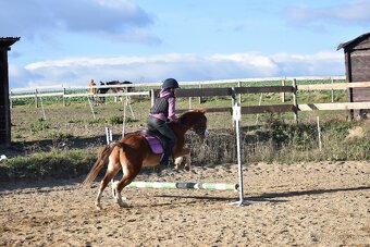 Welsh pony do sportu - 3