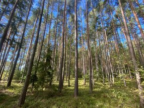 Lesní pozemek Žíšov u Veselí nad Lužnicí - 3