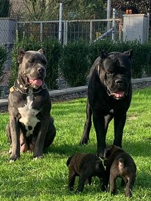 Cane Corso bez PP, po rodičích s PP. - 3