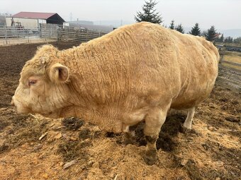 Prodám plemenného býka Charolais - 3