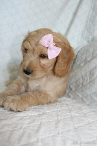 Labradoodle - 3