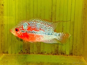 Flowerhorn Super red Dragon - 3