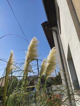 Pampová tráva ´Evita´ - Cortaderia selloana ´Evita´ květy - 3