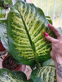 Dieffenbachia / Difenbachie - 3