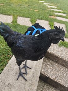 Ayam Cemani - 3