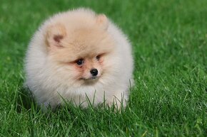 Pomeranian prodam - 3