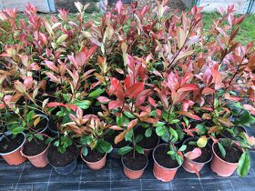 Blyskavky Red Robin - Photinia Fraserova 50 cm - 3