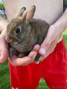 Zakrslý králík - mláďata - 3