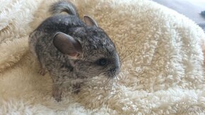 Chinchilla, Činčila - 3