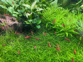 Krevety Neocaridina Davidi var. Sakura Red - 3