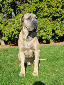 CANE CORSO - 3