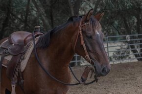 154 cm - welsh cob - 3