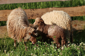 Cápova ovce - ovečky a beránci Hortobagy racka sheep - 3