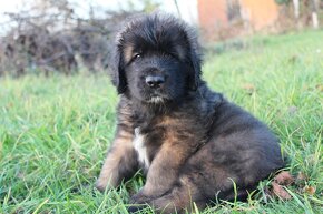 Leonberger - štěňata s PP - 3