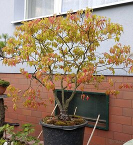 JAVOR AMURSKÝ (OHNIVÝ) - (ACER GINNALA) bonsai - 3