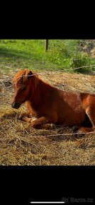 Shetland pony - 3