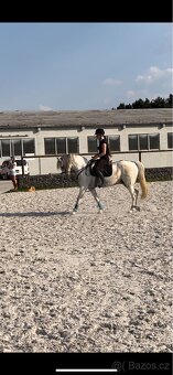 Prodej Welsh Pony - 3