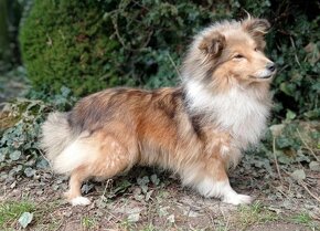 Šetlandský ovčák - šeltie - sheltie - 3