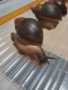 Archachatina Puylaerti F2 leucistic nebo dark body - 3