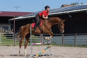 Charakterní, westfálský valach po Global Champion REZERVACE - 3