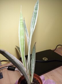 Sansevieria "silver Metallica" - 3