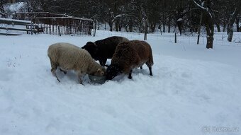 mladý beran + 2 ovce (ZW) - 3