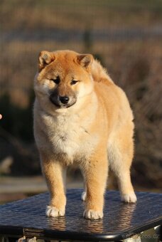 Shiba Inu s PP FCI - 3