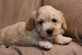 Maltipoo - 3