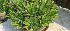 kaktus ALOE  - v průměru má 110 cm - 3