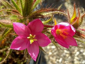 Roridula gorgonias s kolonií klopušek Pameridea roridulae - 3