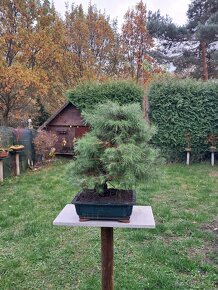 Bonsai Borovice - 3