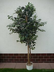 Prodám Ficus Benjamina - 3