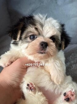 Maltipoo Morkie, 2,5 měsíce CHAPO fenka - 3