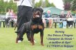 Rotvajler, rottweiler, RTW s PP – KE KRYTÍ - 3