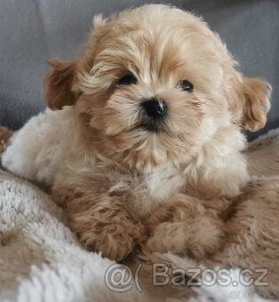 Maltipoo - 3