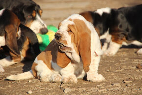 Basset Hound - štěňátka s PP - 3