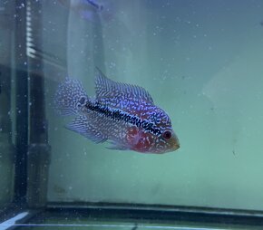 Flowerhorn Super Red Dragon - 3