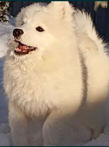 Samojed - 3